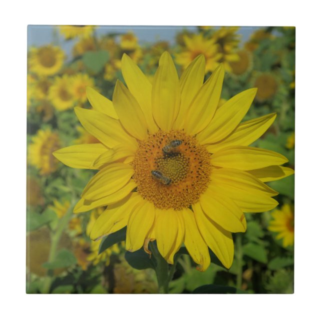 natur, blomma, sommar, solros, blomning, blommig kakelplatta (Framsidan)