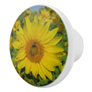 natur, blomma, sommar, solros, blomning, blommig knopp