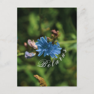 Natur Blue Maj Flower Belarus Symbol Vykort