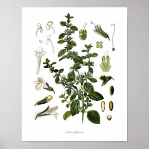 Natur,botaniskt tryck,blomkonst av Lemon Balm Poster
