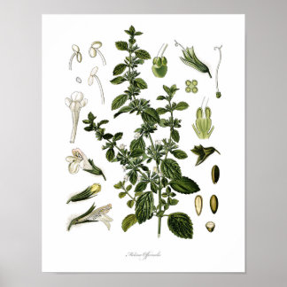 Natur,botaniskt tryck,blomkonst av Lemon Balm Poster