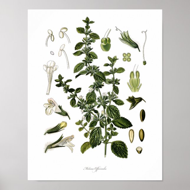Natur,botaniskt tryck,blomkonst av Lemon Balm Poster (Framsidan)