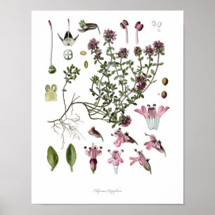Natur,botaniskt tryck,blomkonst av Vild Thyme Poster
