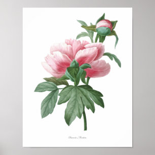 Natur,botaniskt tryck,blomkonst poster av Peony