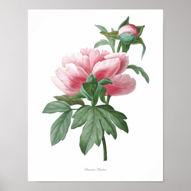 Natur,botaniskt tryck,blomkonst poster av Peony (Framsidan)