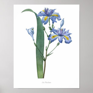 Natur,botaniskt tryck,blomkonst poster av ris