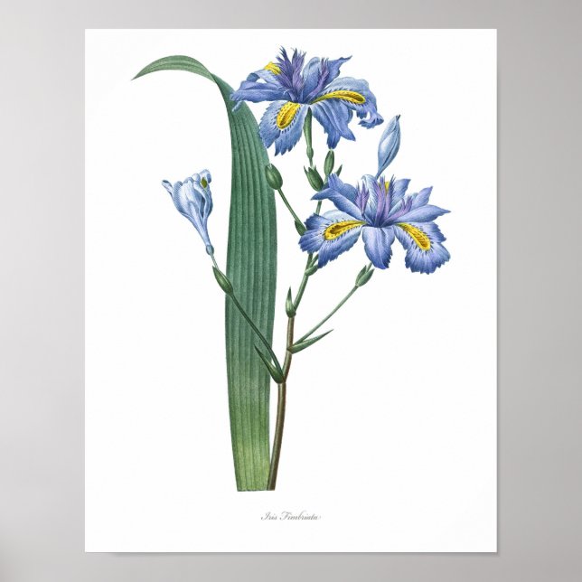 Natur,botaniskt tryck,blomkonst poster av ris (Framsidan)