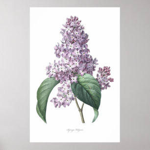 Natur botaniskt tryck, blommakonst av lilan poster