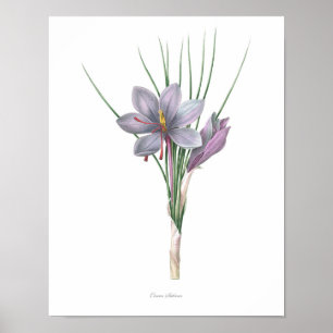 Natur botaniskt tryck, blommakonst av saffran poster