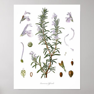 Natur,botaniskt tryck,Rosemärns blomkonst Poster