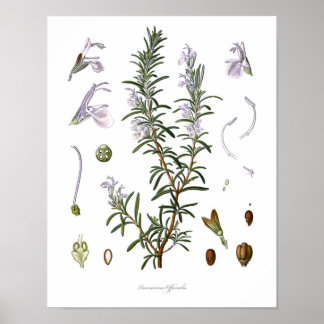 Natur,botaniskt tryck,Rosemärns blomkonst Poster