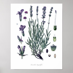 Natur,botaniskt utskrift,blomteckning av True Lave Poster