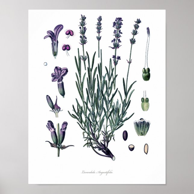 Natur,botaniskt utskrift,blomteckning av True Lave Poster (Framsidan)