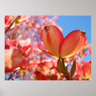 Natur Dogwood Blommig Träd Landskaps konsttryck Poster