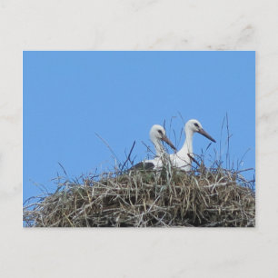 natur, fågel, stork, bo, vit, djur, himmel, vykort