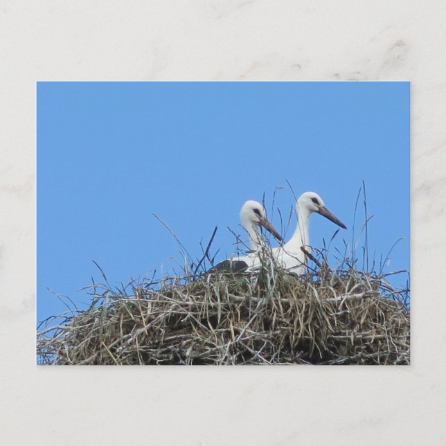 natur, fågel, stork, bo, vit, djur, himmel, vykort (Framsida)
