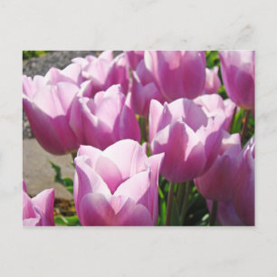 Natur Färgrik Ljus Lila Tulpan Blommor Blommig Vykort