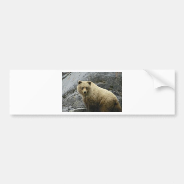 Natur för öde för björnAlaska djur Bildekal (Framsidan)