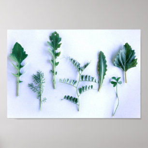 Natur för olika former av Grönt Lämnar  Poster