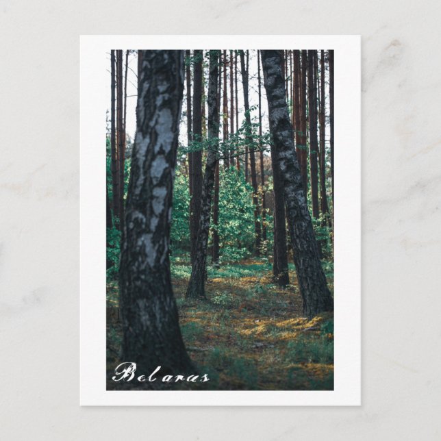 Natur Forest Birch Träd Landcape Belarus Postca Vykort (Framsida)