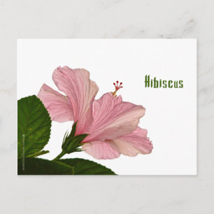 Natur Fotografi Rosa Hibiscus Closeup Photo Vykort