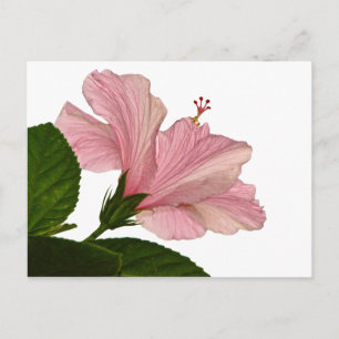 Natur Fotografi Rosa Hibiscus Closeup Photo Vykort