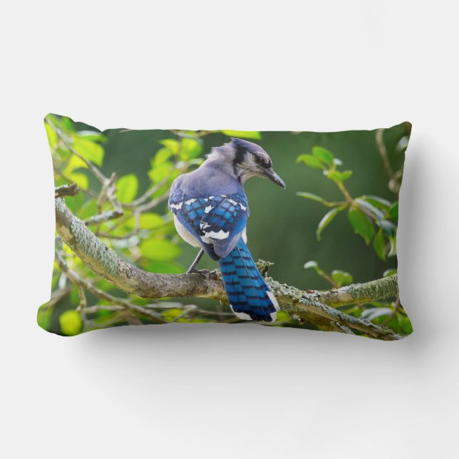 Natur Fotography Shy Blue Jay Lumbar Pillow Lumbarkudde (Framsida)