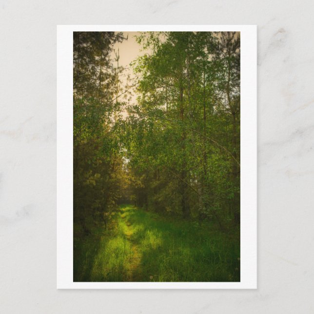 Natur Gröna Träd Skog Landskap Vitryssland Vykort (Framsida)