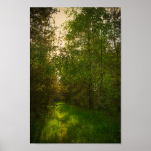 Natur Grönt Träd Forest Landcape Belarus Poster