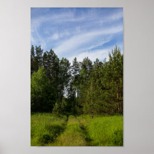 Natur Grönt Träd Forest Landcape Belarus Poster