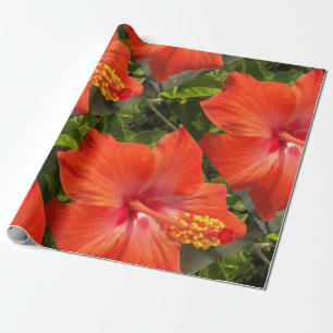 natur, hibiscus, blomma, sommar, blommigt, tropisk presentpapper