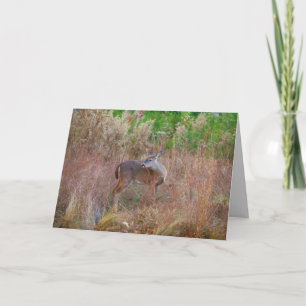 Natur Hjort Doe wildlife Photo Sjö Arrowhead Ga. Helgkort