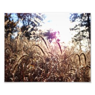Natur i solen fototryck