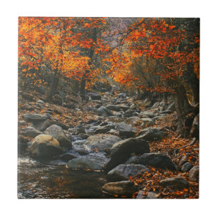Natur - inspiration, Rumänien, höstskog Kakelplatta