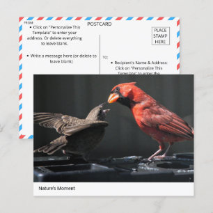 Natur: Kardinal och Sparrow-interaktion Vykort