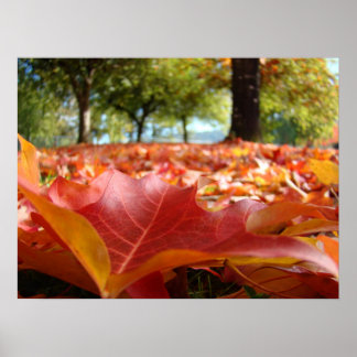 Natur konsttryck Fotografier Orange Höstlöv Poster