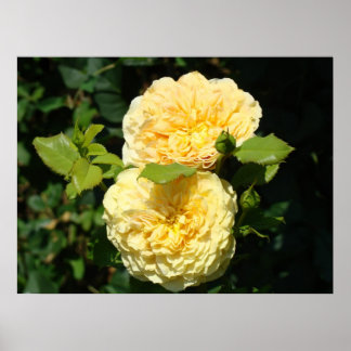 Natur konsttryck Landskap Gula Rosor Blommor Poster