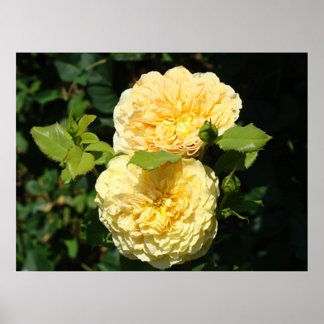 Natur konsttryck Landskap Gula Rosor Blommor Poster (Framsidan)
