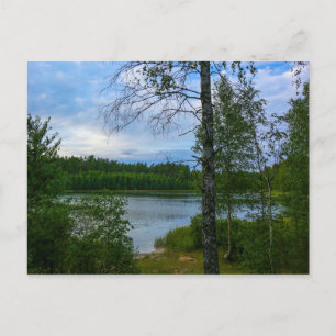 Natur Landskap Sceneri Björk Vitryssland Postkort Vykort