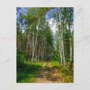 Natur Landskap Sceneri Skog Björk Vitryssland Vykort