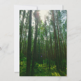 Natur Landskap Sceneri Skog Vitryssland Platt Kort