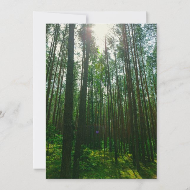 Natur Landskap Sceneri Skog Vitryssland Platt Kort (Framsida)