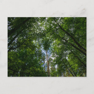 Natur Landskap Sceneri Skog Vitryssland Postkort Vykort
