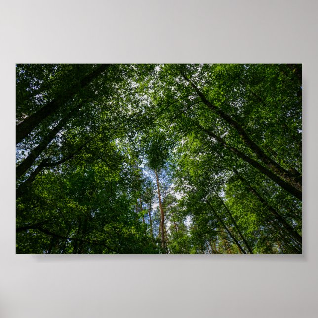 Natur Landskapet Skog i Vitryssland Poster (Framsidan)