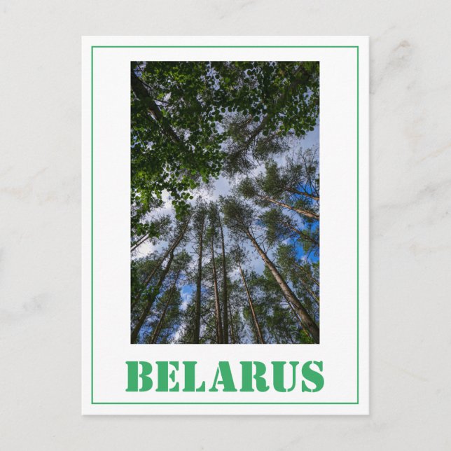 Natur Ligcape Kolla upp Forest Belarus vykort (Framsida)