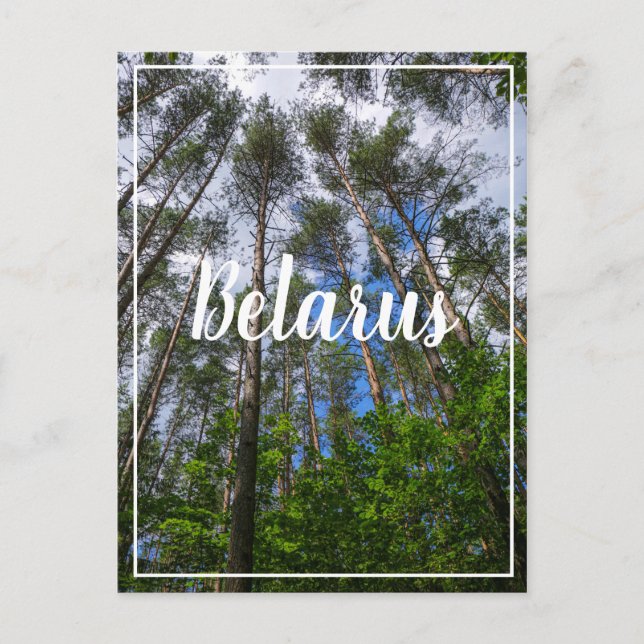 Natur Ligcape Kolla upp Forest Belarus vykort (Framsida)