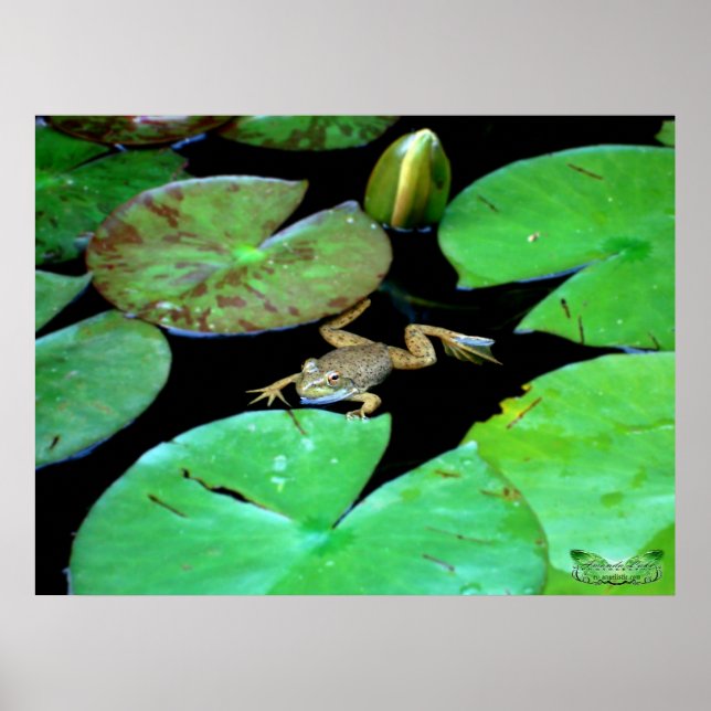 Natur mellan Lilies Poster (Framsidan)