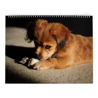 Natur och djur kalender