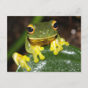 Natur - Orange Eyed Grönt Träd Frog Vykort
