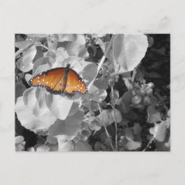 Natur - Orange, svart och vit fjäril Vykort